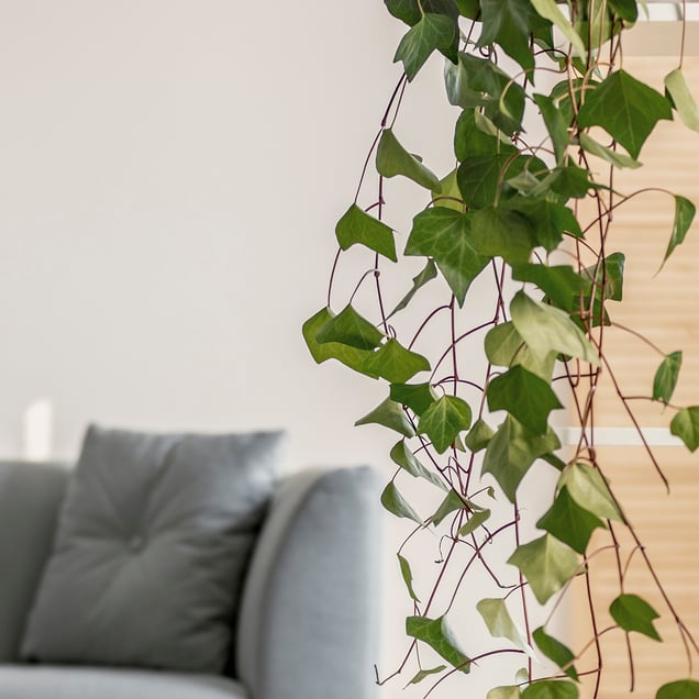 HC01-Ivy Banner 3